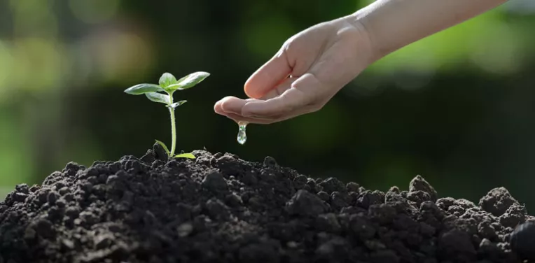 A hand and a small plant