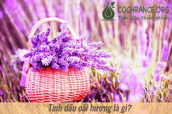 Tinh dầu hoa oải hưởng Lavender là gì?