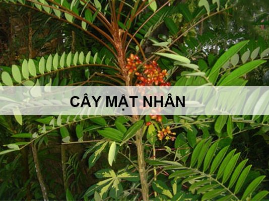 Cây Mật nhân