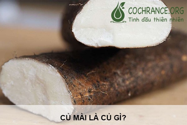 Củ mài là củ gì?