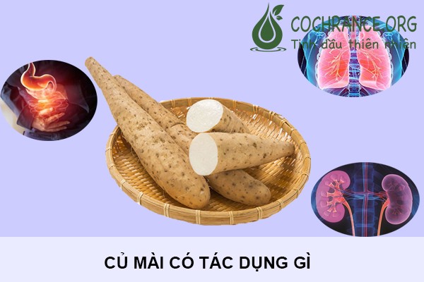 Củ mài có tác dụng gì?