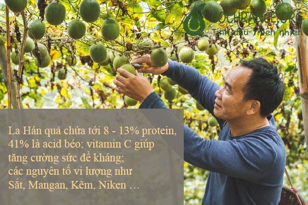 La Hán Quả đem lại những tác dụng tuyệt vời cho con người.