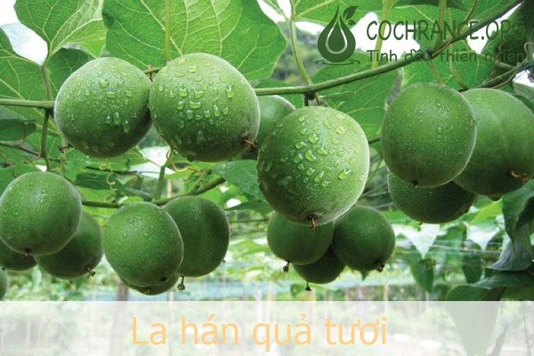 La Hán quả là một vị thuốc bổ được sử dụng nhiều trong Đông Y với những công dụng tuyệt vời