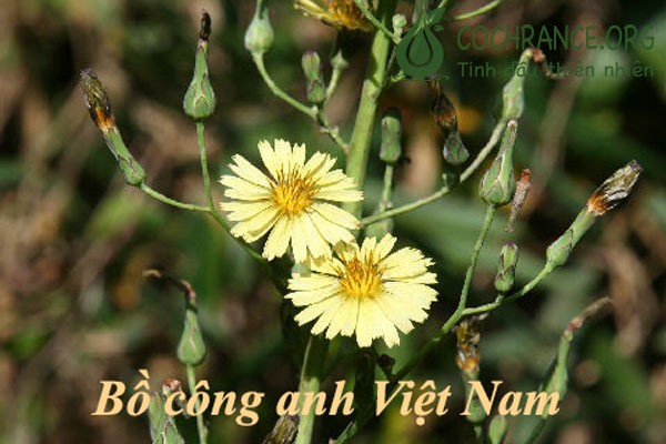 Minh họa: Bồ công anh Việt Nam