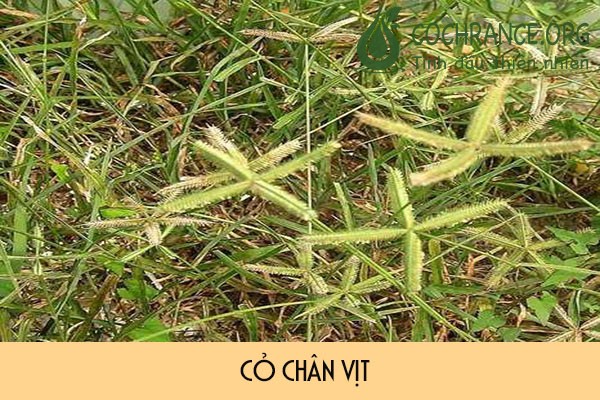 Phân biệt cỏ chân vịt và cỏ mần trầu