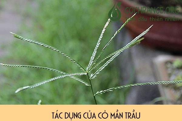 Tác dụng của cỏ mần trầu