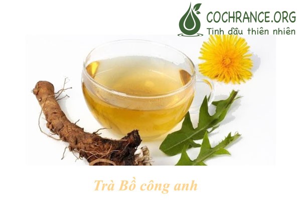 Không chỉ đẹp và thơ, bồ công anh còn mang những tác dụng tuyệt vời