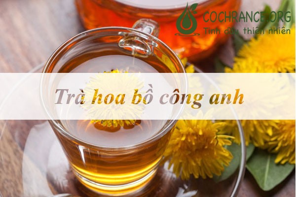 Minh họa: trà hoa bồ công anh