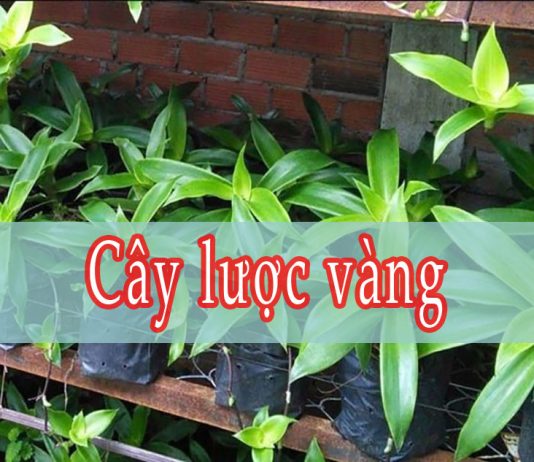 Cây lược vàng