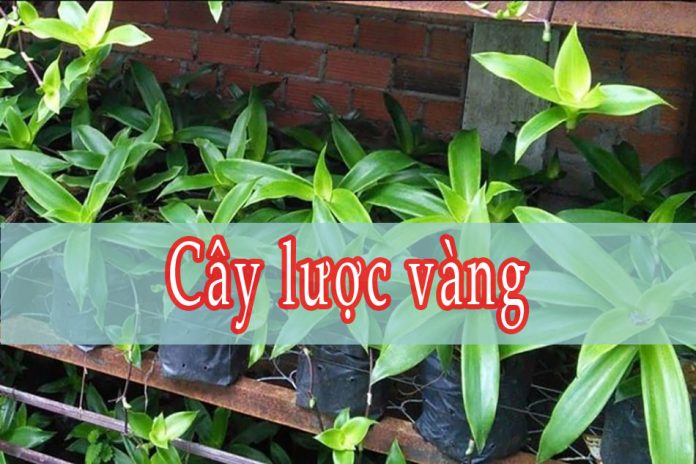 Cây lược vàng