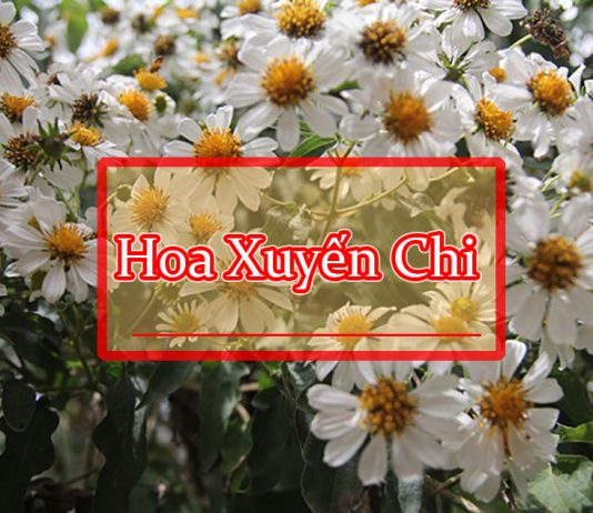 Hoa xuyến chi