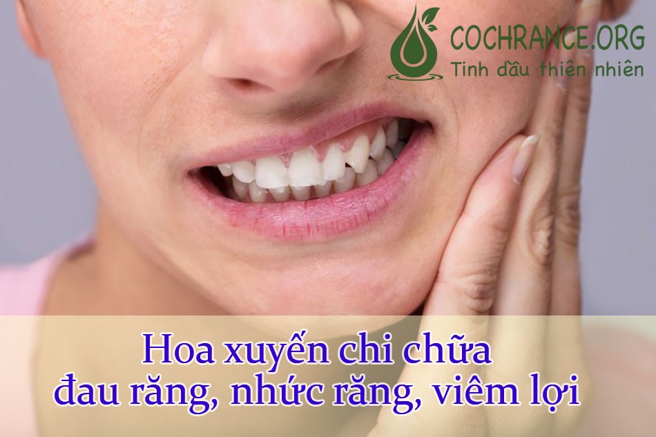 Hoa xuyến chichữa đau răng, nhức răng, viêm lợi