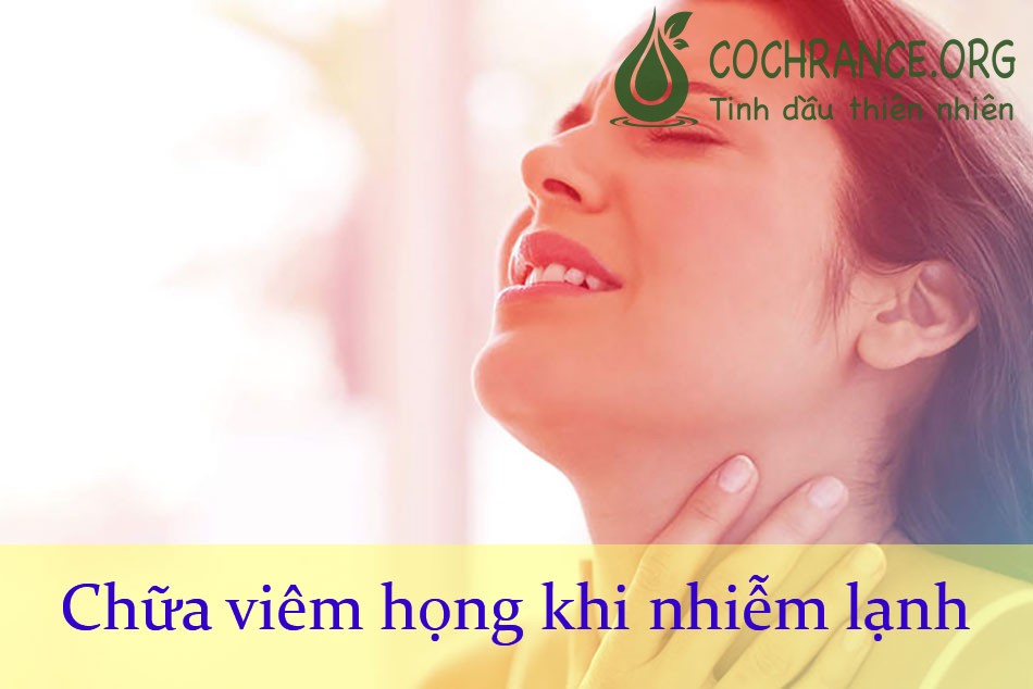 Hoa xuyến chi chữa viêm họng khi nhiễm lạnh